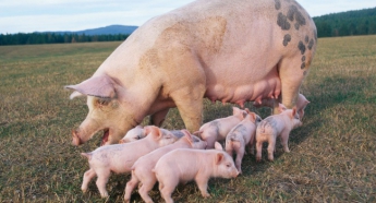 Ученые смогли вырастить свиней без сала