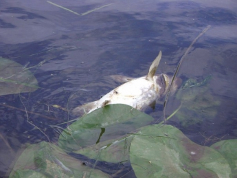 Стало известно, что убивает рыбу в Днепре (ВИДЕО)