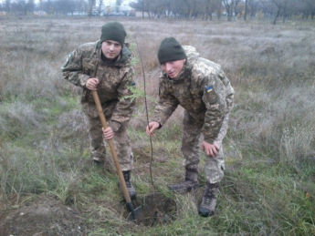 Военнослужащие занялись "переселением" деревьев (фото)