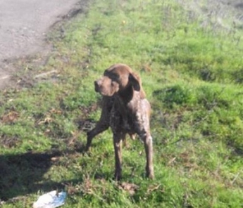 На трассе под Мелитополем бродит потерявшаяся охотничья собака (фото)
