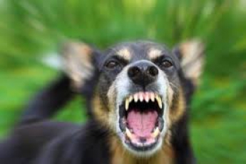В Мелитополе в дачном кооперативе расстреляли взбесившуюся собаку