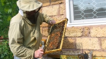 В Украине пересчитают всех пчел