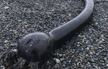 На берег Чукотки выбросило жутких чудовищ из США (фото)