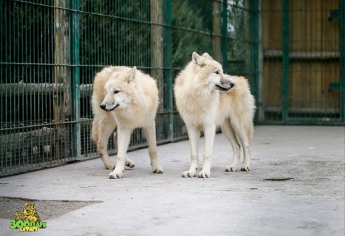 В Запорожской области появились белые волки (ФОТО)