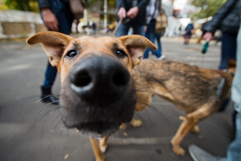 Администрация рынка запрещает кормить собак. Фотофакт