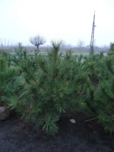 В Запорожье продают елки с землей, которые после Нового года можно будет посадить