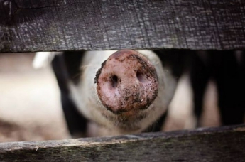 В Украине ощутимо сократились объемы продаж свиней на убой