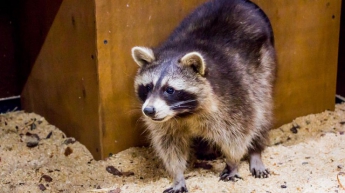 В зоопарке массово погибли животные из-за прорыва трубы отопления