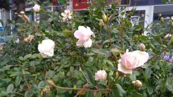 В Запорожье в День св. Николая расцвели розы (фото)