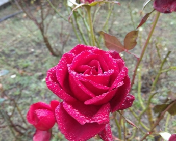 Курьезы. В Запорожской области зацвели розы и смородина (фото)