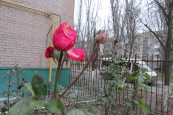 Курьезы. Чудо посреди зимы - в Мелитополе цветут розы (фото)