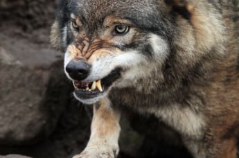 Донбасские волки осваивают Днепропетровщину: насколько все серьезно