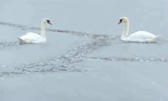 На пруду под Белой Церковью спасали вмерзших в лед лебедей