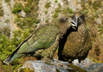 В Новой Зеландии строят площадки для попугаев-хулиганов: видео