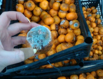 В запорожском супермаркете предлагают купить гнилье по скидке (Фото)