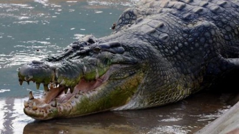 Схватка отважного пса с крокодилом попала на ВИДЕО
