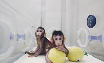 Китайские ученые впервые клонировали приматов