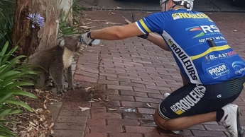 Велосипедист остановился, чтобы дать попить коале (фото, видео)