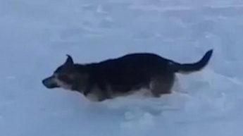 В Казахстане животные мгновенно замерзают из-за аномальных холодов (видео)
