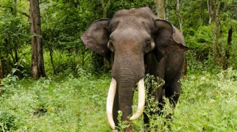 Слон дважды пересек границу и стал звездой интернета (видео)