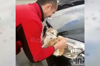 Россиянин помыл машину котом. ВИДЕО