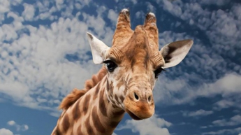 Выпущенный на волю жираф упал от переизбытка эмоций (видео)