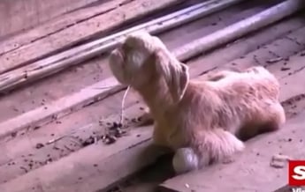 В Малайзии на ферме родился "козленок-циклоп" (видео)