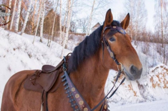 В Ивано-Франковской области лошадь спасла пьяного хозяина