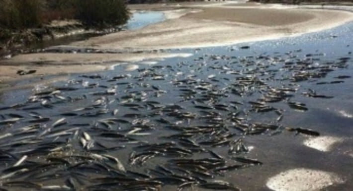За гибель 90 тонн рыбы в Молочном лимане никто не ответит?