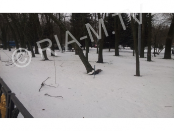 На Братском кладбище дерево свалилось на электропровода (фото)