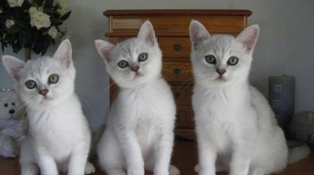 1 марта отмечают Всемирный день кошек: интересные факты (фото)