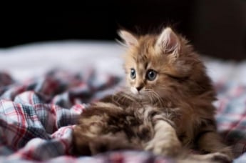 Ученые объяснили самую милую привычку кошек