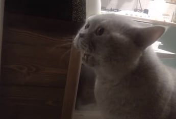 Единственный в мире кот Яков, говорящий человеческим голосом! На чистом русском! (ВИДЕО)