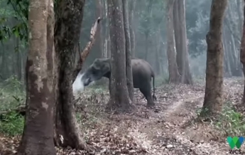 Извергающую дым слониху сняли на видео