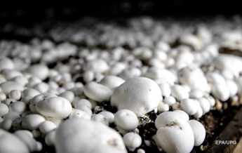 Украина увеличила экспорт грибов в 12 раз
