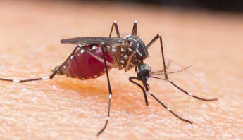 Малярия в Запорожье: миф или реальная опасность