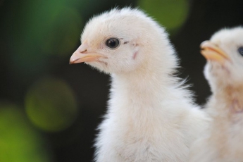 Ученые из Канады решили загадку курицы и яйца