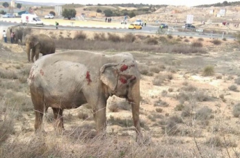 ДТП в Испании: грузовик с цирковыми слонами протаранил отбойник