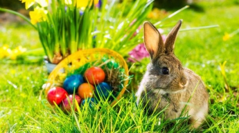 Пасха 2018: почему кролик стал символом праздника