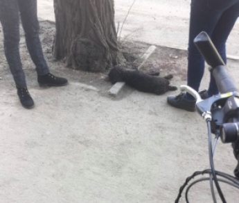 В центре Запорожья водитель сбил собаку и чуть не влетел в женщину с ребенком