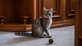 Видеохит: котенок, который живет в Днепропетровской ОГА, в прыжке открывает двери в кабинеты