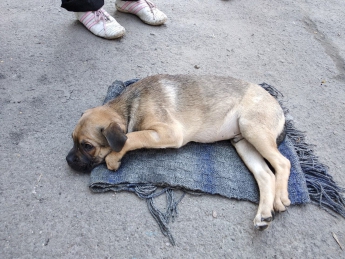 В Запорожье женщина выбросила щенка из окна четвертого этажа - ФОТО
