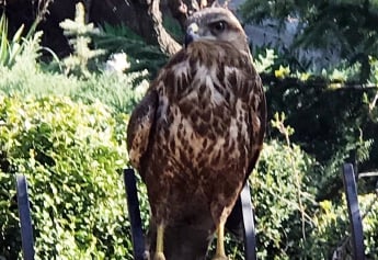 В Мелитополе орел залетел во двор (фото)