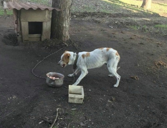 Владелец металлоприемного пункта оставил умирать пса-охранника голодной смертью (фото)