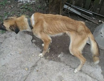 В Запорожье семья морила голодом своих сторожевых псов (Фото)