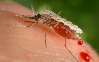В Харькове третий в 2018 году случай малярии