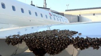 Пчелы сорвали авиарейс
