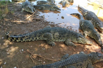 Самосуд по-мексикански: насильника бросили в вольер с крокодилами