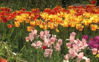 Жительница Николаева высадила тысячи тюльпанов во дворе