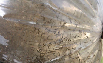 В Каховское водохранилище выпустили десятки тысяч щук (ФОТО)